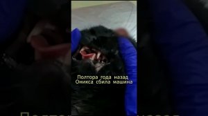 Ему нужна помощь,  все это вина его хозяйки, которая отпускала его на самовыгул. #ставрополь #кот