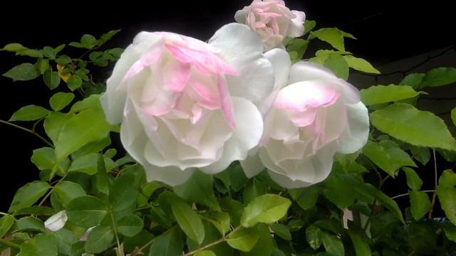 #asonnetaday 2020 ~ Sonnet 56 by William Shakespeare смотреть онлайн