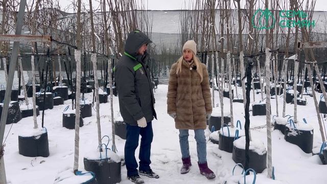 Как защищают растения зимой профессионалы! смотреть онлайн
