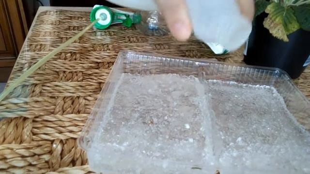 гидрогель. как не поливать рассаду, комнатные цветы смотреть онлайн