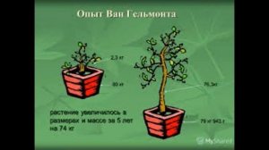 ЧТО НУЖНО РАСТЕНИЯМ ДЛЯ ЖИЗНИ. ОПЫТ ВАН ГЕЛЬМОНТА