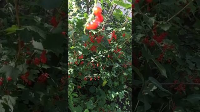 Замедленная Камера (красная смородина)