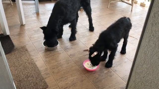 Роман-Кош Урсок смотреть онлайн