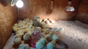 Цыплята в брудере???.Как мы регулируем температуру в брудере для бройлеров.