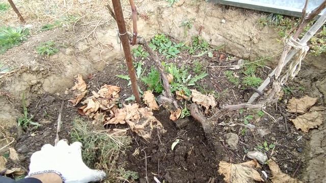 Как себя чувствует дождевой червь старатель/Обзор винограда и молодого сада. смотреть онлайн