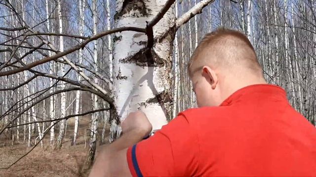 Собираем березовый сок смотреть онлайн