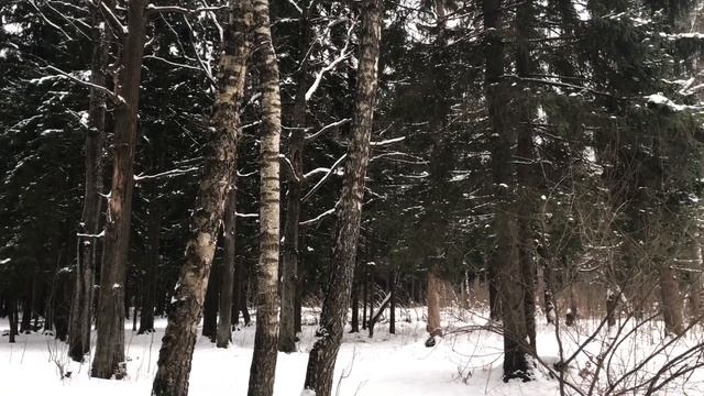 В поисках смысла жизни. Прогулка по зимнему лесу смотреть онлайн