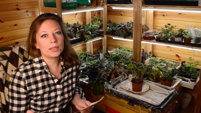 Коронавирус: как сохранить рассаду, карантин рассада - проблемы и решения смотреть онлайн