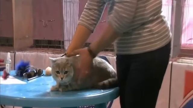 Шанти на выставке 