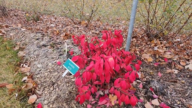 Burning Bush (Euonymus alatus) Oct 24, bright red fall colours, St. Albert, AB with TreeTime.ca смотреть онлайн