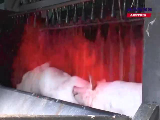 свинок палят смотреть онлайн