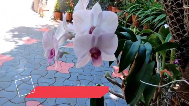 ഞങ്ങളുടെ ഓർക്കിഡ് ഗാർഡൻ | OUR ORCHIDS | Green Shelters смотреть онлайн