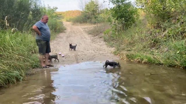 🪲Дикое озеро. Бали для Йорков. смотреть онлайн