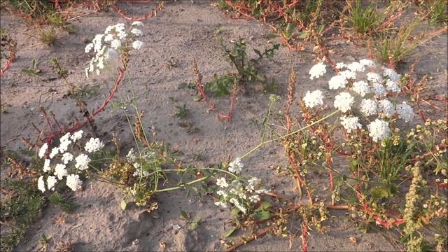 Groot Akkerscherm (Ammi Majus) - 2016-09-15