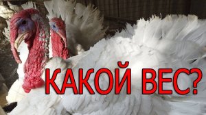 Каких индюков выращиваем? Почему именно их?