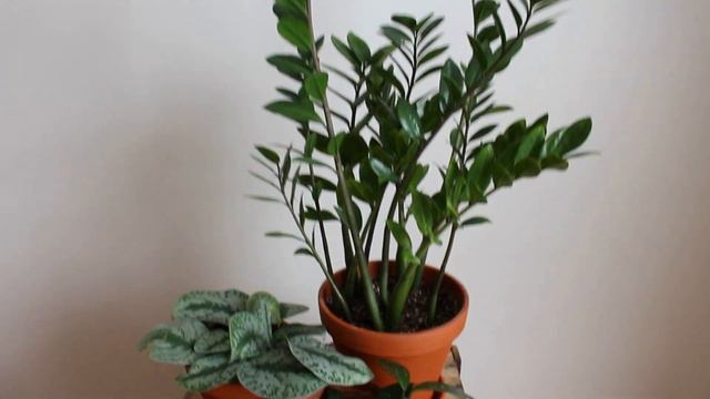 HOW TO DECORATE YOUR HOUSE WITH PLANTS | Farmhouse Style Plant Stand Ideas смотреть онлайн
