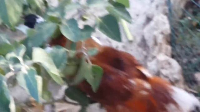 Петушки молодые)) смотреть онлайн