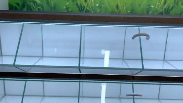 Витрины под орехи сухофрукты чай специи стеклянные смотреть онлайн