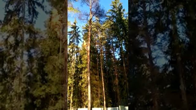 Сухая сосна. смотреть онлайн