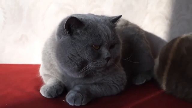 CATS RELAX. Arnold and Lyubava смотреть онлайн