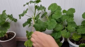 Как обрезать зональную пеларгонию в феврале, чтобы получить пышный куст ?