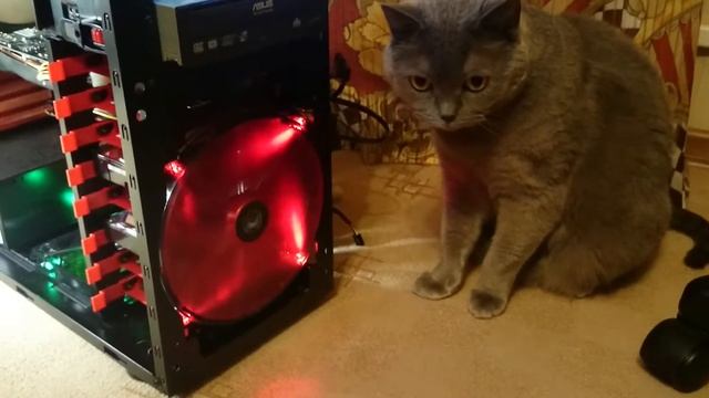 кот и компьютер смотреть онлайн