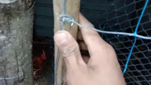 Backyard Chicken DeKalb brown farming Life Province in Philippines смотреть онлайн