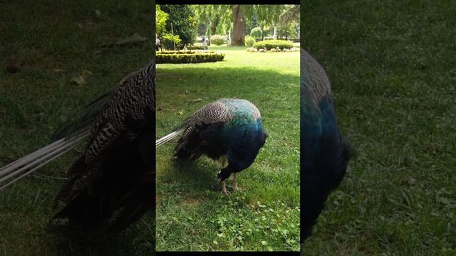 IHLAMUR KASRI | ŞİŞLİ , İSTANBUL смотреть онлайн