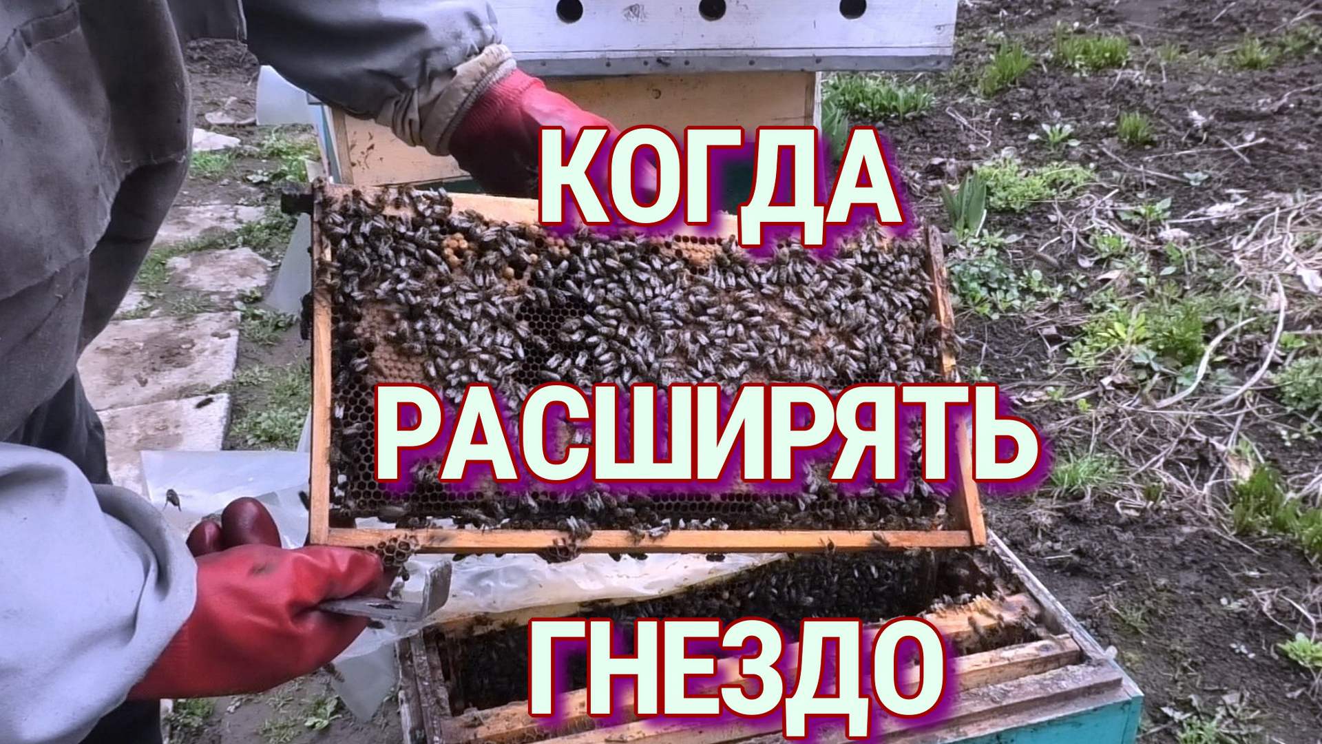 КОГДА НЕТ ПОГОДЫ,РАСПЛОДА МНОГО А КОРМА МАЛО. смотреть онлайн
