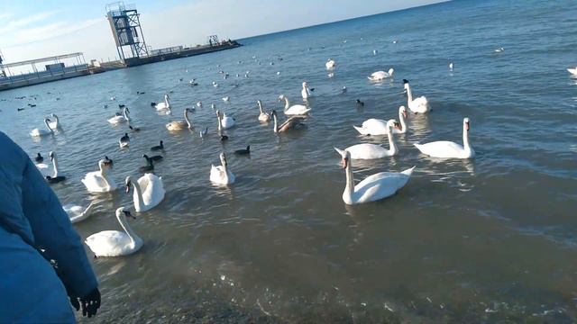 #Анапа Высокий берег Лебеди Чёрное море смотреть онлайн