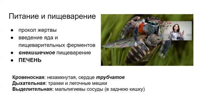 Урок "Класс Паукообразные" - ЦТ, ЕГЭ, ЗНО смотреть онлайн