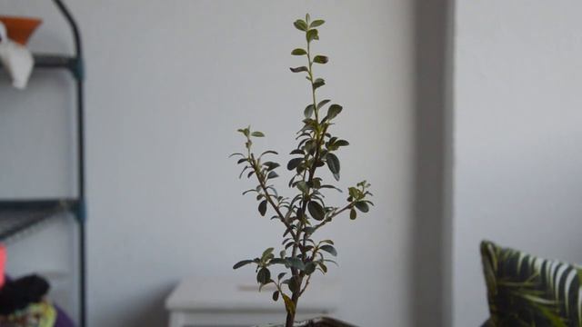 Бонсай из кизильника (Cotoneaster). БОНСАЙ В ДОМАШНИХ УСЛОВИЯХ! смотреть онлайн