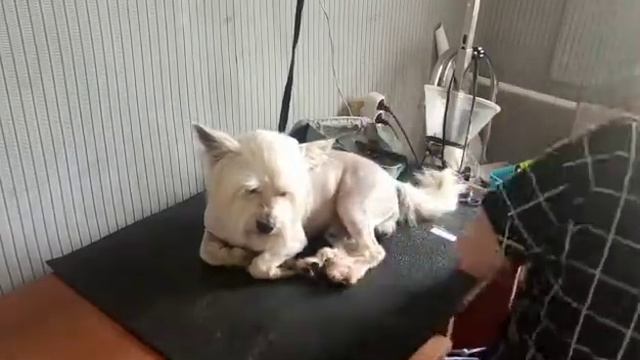 Стрижка собак. Метис Иннокентий. Летняя стрижка смотреть онлайн