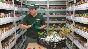 Как сохранить саженцы до посадки