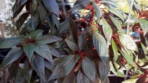 Бальзамин новогвинейский. Уход, выращивание, укоренение, вредители... Почему не цветет бальзамин?