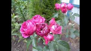 Эрик таберли плетистая роза или шраб, как лучше? Роза Эрик Таберли отзыв