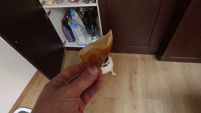 Воспитание щенка, ДРЕССИРОВКА. Щенок МОПСА борется за чистоту. смотреть онлайн