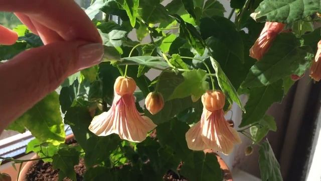 Новый карликовый гибрид абутилона 2023 смотреть онлайн