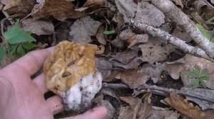 Первые съедобные грибы весной, собираем и готовим.