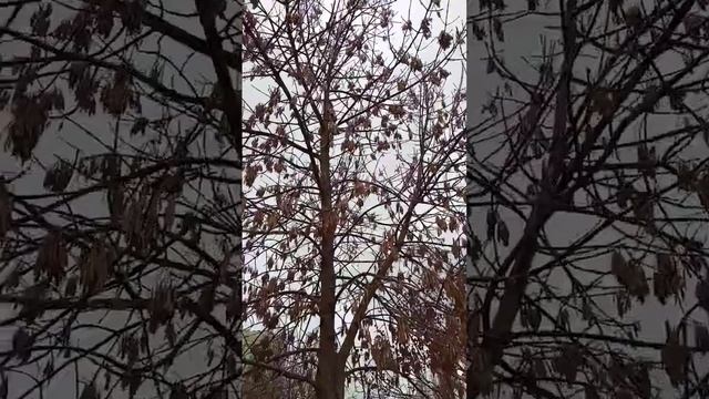 Птицы крыма Сойка смотрите на Ютубе смотреть онлайн