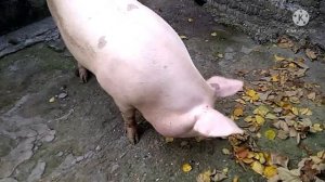 Вес тушки 121,3кг при убое в возрасте 6,5 месяцев гибрид КБ+Дюрок.