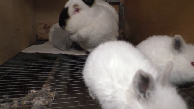 ПРО КРОЛИКОВ ОЧЕНЬ ХОЧЕТСЯ МЯСА Кролики содержание и разведение смотреть онлайн