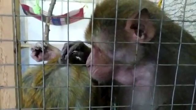 Обезьянки Гоша и Маруся,полюбили друг друга смотреть онлайн