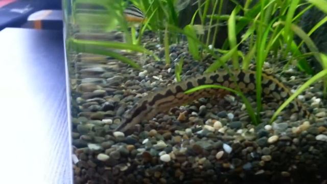 Ретроспектива. Мастацембелус арматус. Mastacembelus Armatus. (30.07.2014)