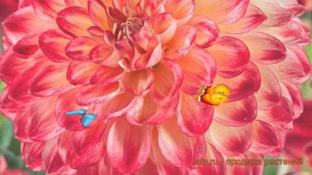 Георгина помпонная Джоуи Аренда (jowey arenda) ? обзор: как сажать, луковицы георгины Джоуи Аренда смотреть онлайн