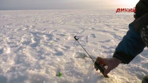 На мормышку с тюлькой. Берш. Ловля хищных рыб.