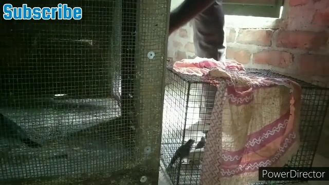 java Sparrow ko new colony me shift kiya breeding pair. part-2 смотреть онлайн