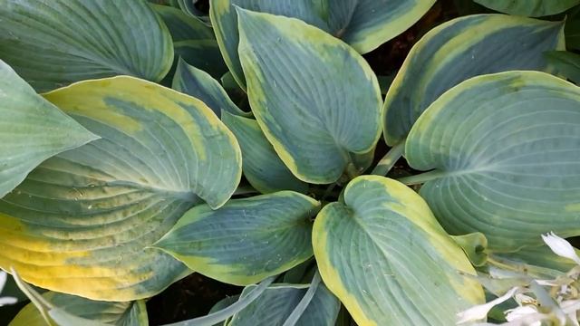 Хосты (лат. hosta)вдоль садовой дорожки. Пять надёжных сортов./#hosta #хоста смотреть онлайн