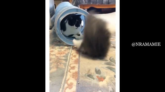 CUTE NORWEGIAN FOREST CAT MOMENTS смотреть онлайн