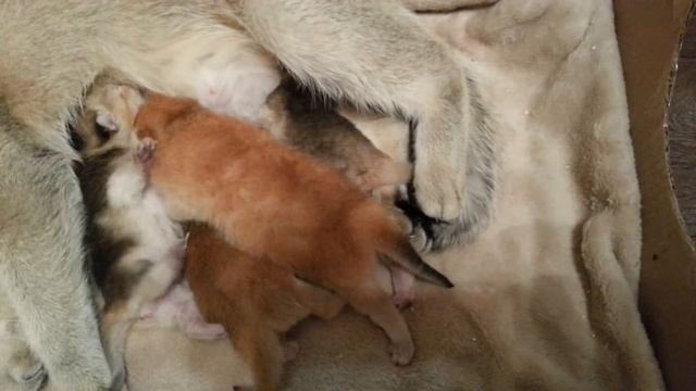 Котята британские золотые шиншиллы смотреть онлайн